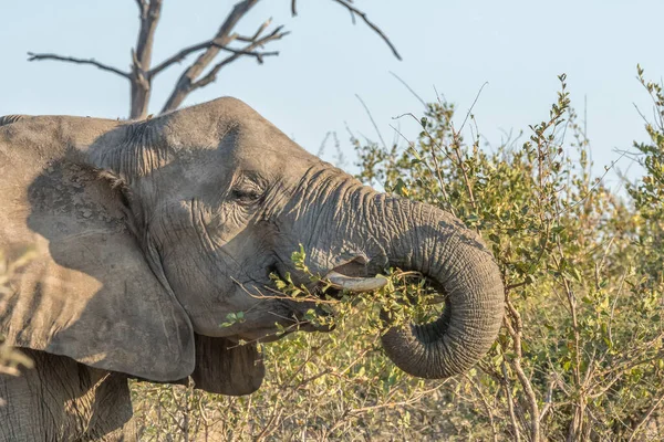 Primer Plano Elefante Africano Navegando Sobre Hojas — Foto de Stock