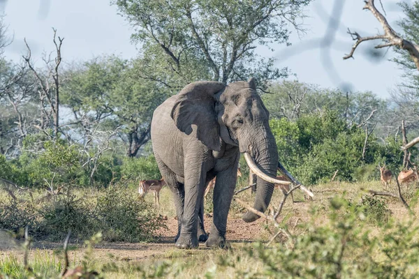 Elefant Med Stora Betar Mpumalanga Sydafrika — Stockfoto