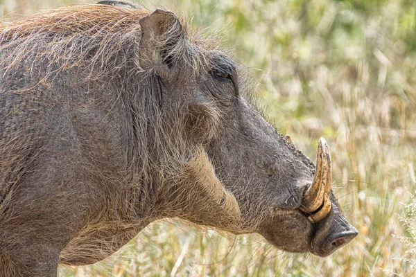 Ortak Bir Warthog Head Profili — Stok fotoğraf