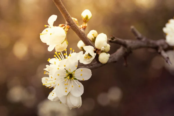 春の白いリンゴの果樹木の花の枝マクロ — ストック写真