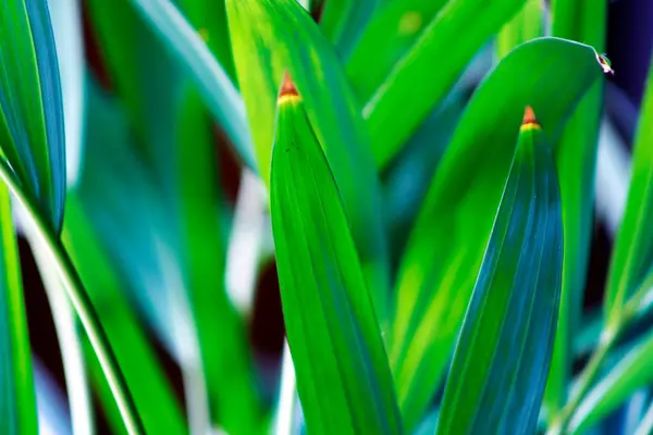 Зеленые Листья Солнечном Свете Фон Природы — стоковое фото