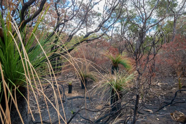 Avon Valley National Park Burned Landscape Wild Fire Western Australia — Foto de Stock
