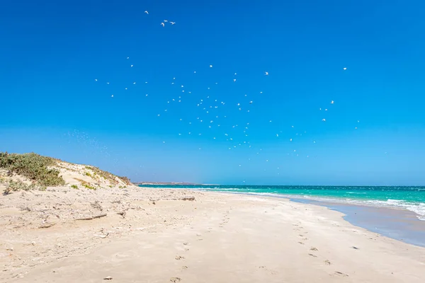 Beach Coral Bay Swarms Seagulls Air — Stok fotoğraf