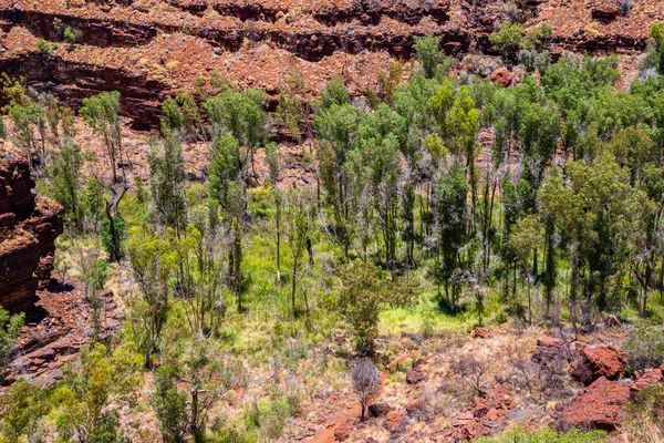 Alberi Eucalipto Verde Giù Dales Gorge Nel Parco Nazionale Karijini — Foto Stock
