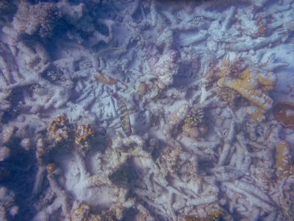 Mořský Život Zálivu Ningaloo Reef Coral Bay — Stock fotografie