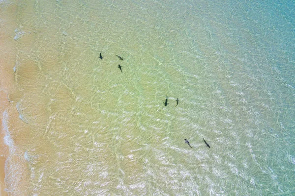 Reef Sharks Breeding Grounds Ningaloo Reef Coral Bay — ストック写真