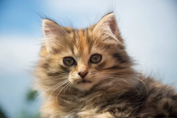 Schöne Nahaufnahme Von Kleinen Kätzchen — Stockfoto