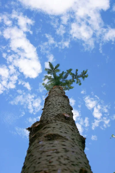下から見た枝や冠のない木の幹 バウムスタム — ストック写真