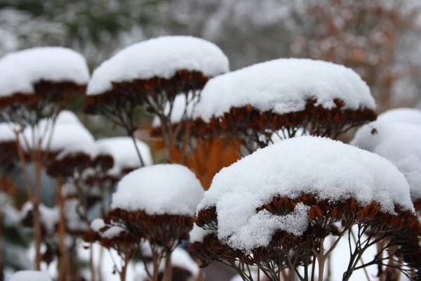 Flori Uscate Capac Zăpadă — Fotografie, imagine de stoc