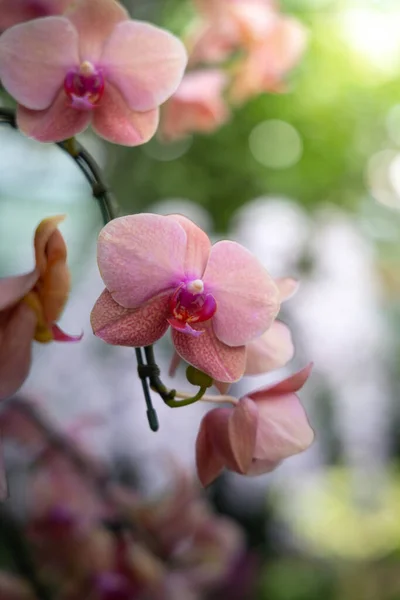 Beautiful Background Image Colorful Flowers — Stock Photo, Image