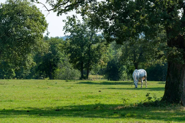 Prachtig Schilderachtig Uitzicht Lipizzaner Paarden — Stockfoto