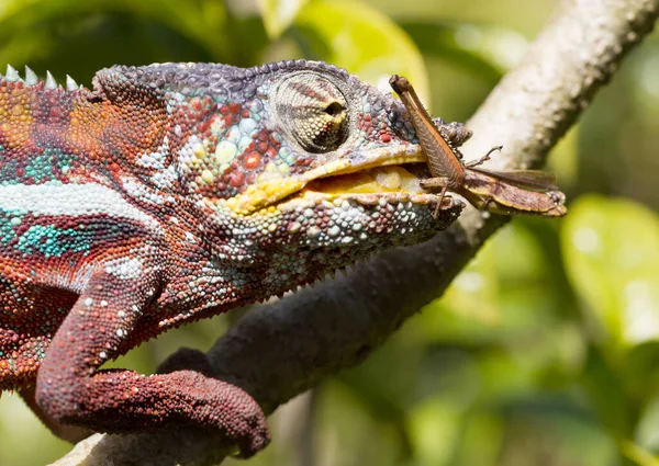 Panter Chameleon Furcifer Pardalis — Stock fotografie