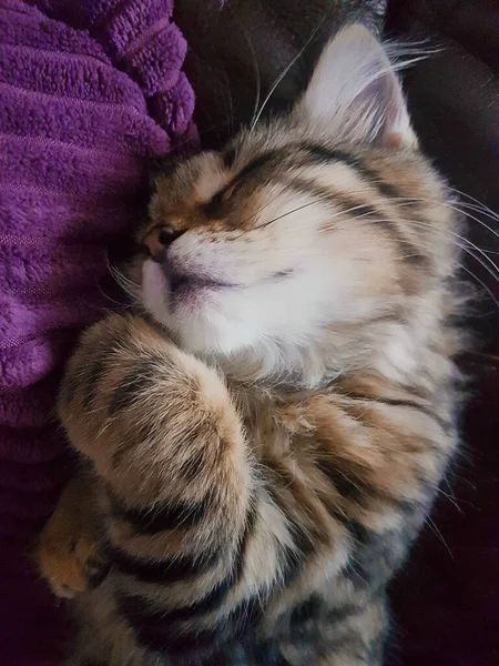 Sleeping Tabby Kitten — Stock Photo, Image