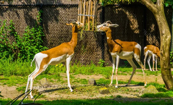 Mhorr Gazelle Paar Essen Heu Zusammen Zoo Tierfütterung Vom Aussterben — Stockfoto