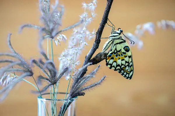 Kupu Kupu Lendir Atau Kupu Kupu Papilio Demoleus — Stok Foto