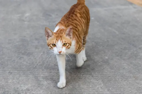 Cat Walking Sidewalk — Stock Photo, Image