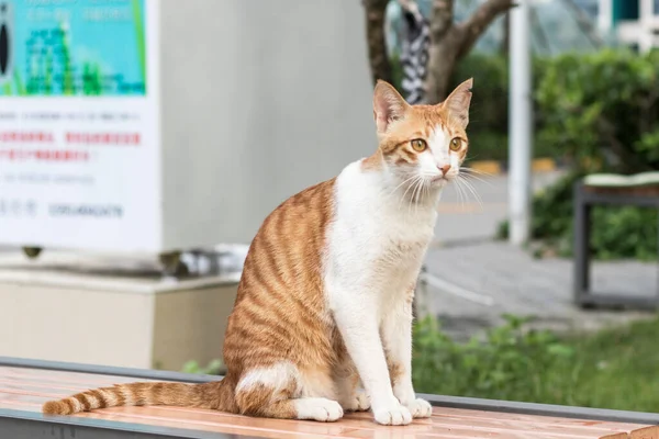 Cat Sitting Street — Stock Photo, Image