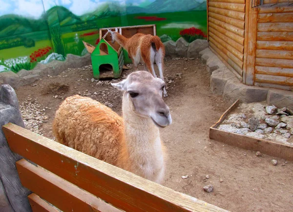 Schöne Lamas Zoogehege — Stockfoto