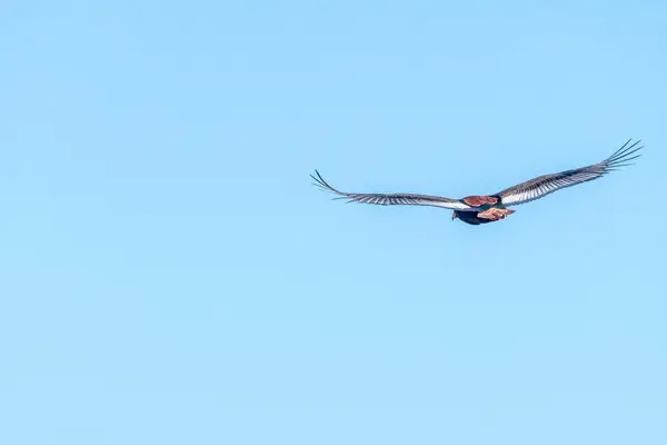 Águia Bateleur Terathopius Ecaudatus Voando — Fotografia de Stock