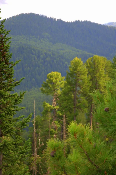 Titt Skogklädda Kullar Genom Grenarna Barrträd — Stockfoto