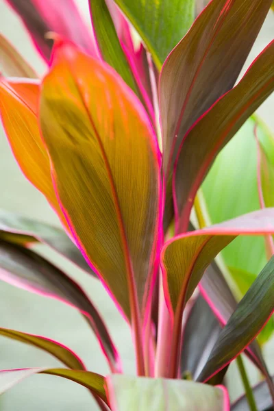 stock image Cordyline leaves Cordyline fruticosa, Cordyline terminalis