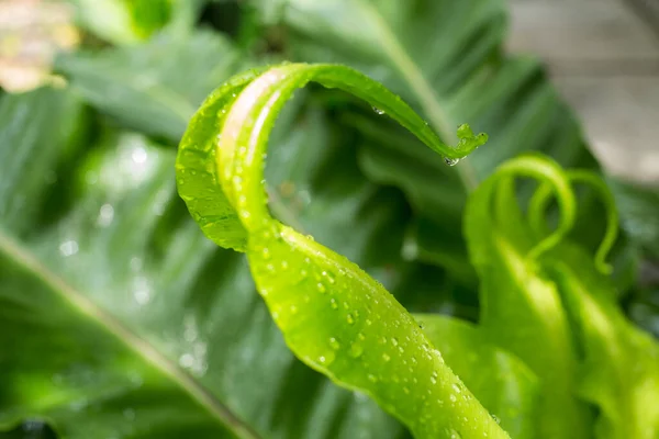 Regentropfen Wassertropfen Auf Grüne Junge Blätter — Stockfoto