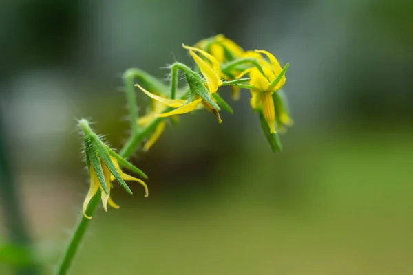 Yellow Tomato flowers and leaves in blurred garden, Close up and Marco shot