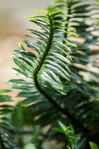 Muehlenbeckia Platyclada Meissn Polygonaceae Green Leaf Patterning — стокове фото
