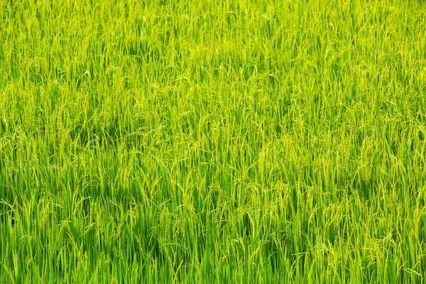 Zielony Ryż Tle — Zdjęcie stockowe