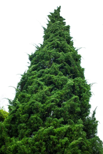 松の木 白い背景で隔離 — ストック写真