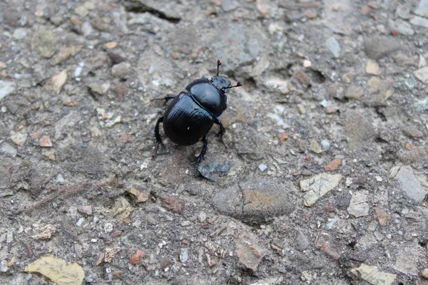 dung beetle on a stone floor