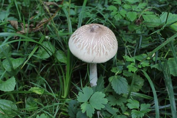 森林里的蘑菇 靠近点 — 图库照片