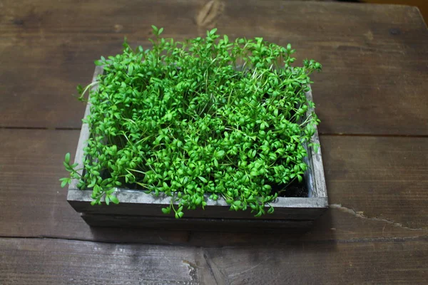 Healthy Cress Wooden Table — Stock Photo, Image