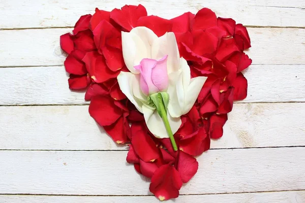 Coeur Pétales Rose — Photo