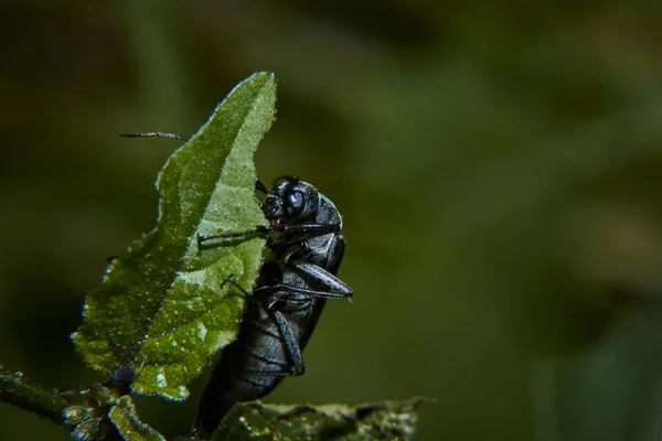 Malý Hmyz Přírodě Zavřít Pohled — Stock fotografie