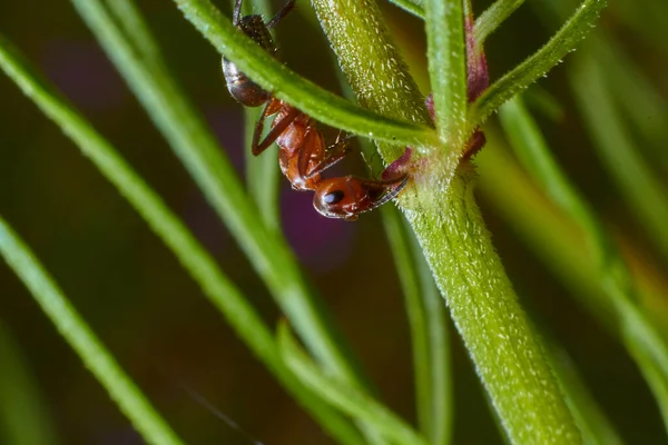 Malý Hmyz Přírodě Zavřít Pohled — Stock fotografie