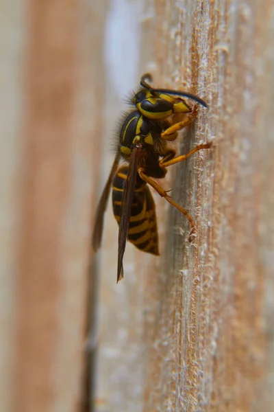自然の中の小さな昆虫 閉じる ビュー — ストック写真