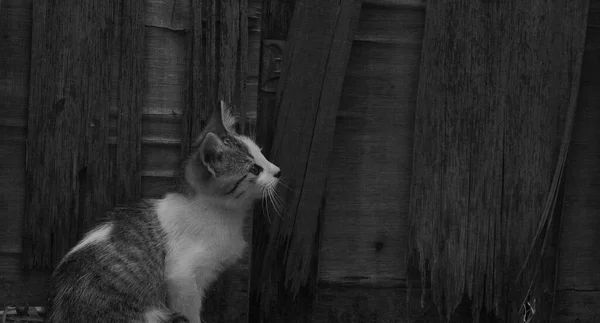小猫咪的近景不错 — 图库照片
