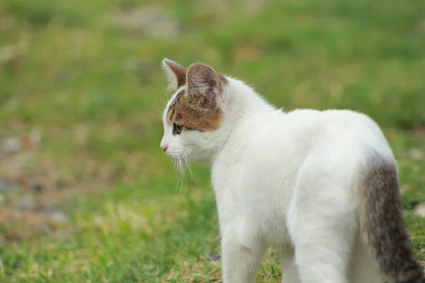 漂亮的近景小猫咪 — 图库照片