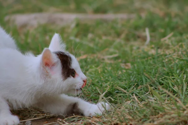 Piękny Blisko Widok Mały Kot — Zdjęcie stockowe
