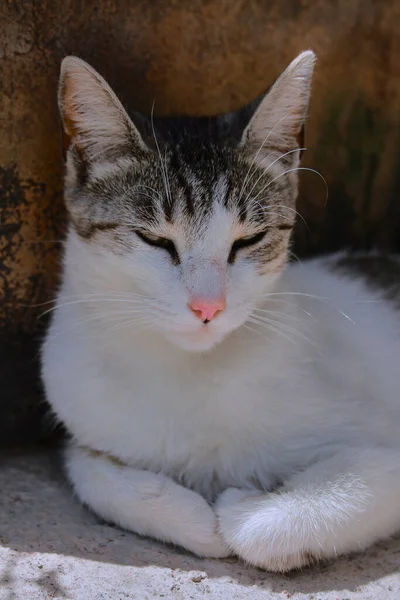 Schöne Nahaufnahme Der Katze — Stockfoto