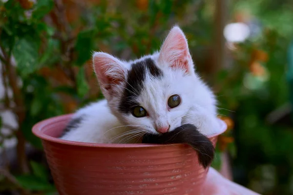 ภาพใกล ของแมวต วเล — ภาพถ่ายสต็อก