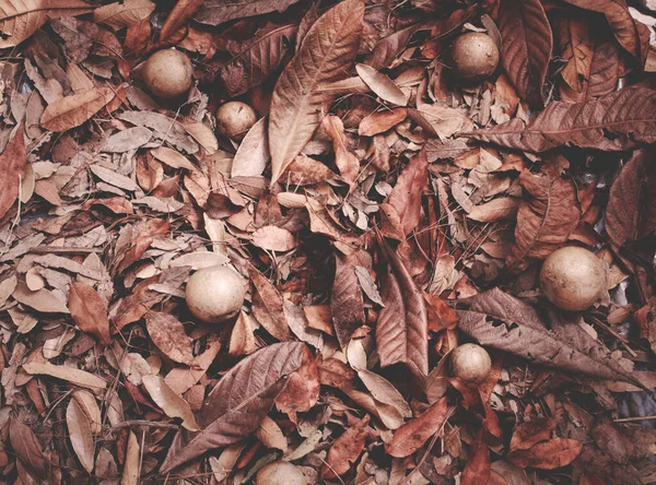 Düşen Yapraklar Sonbahar Zamanı — Stok fotoğraf