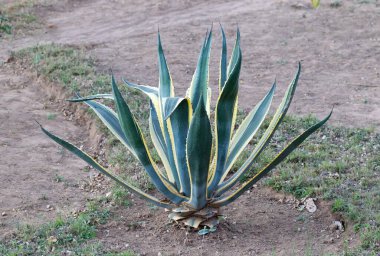 Taze yeşil organik Aloe vera 'nın yakın plan görüntüsü  