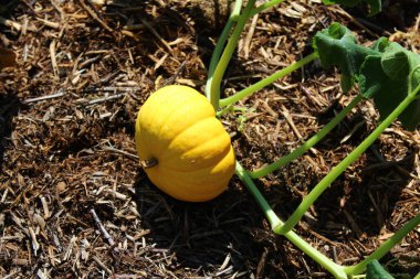 Bahçedeki balkabağı