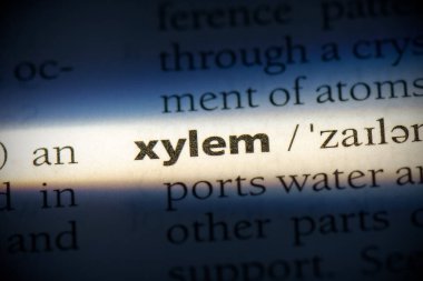 Sözlükte vurgulanmış xylem kelimesi, görünümü kapat
