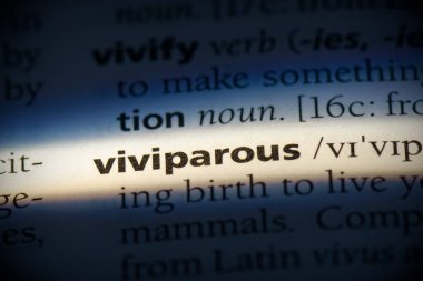 Sözlükte vurgulanmış canlı kelime, görünümü kapat