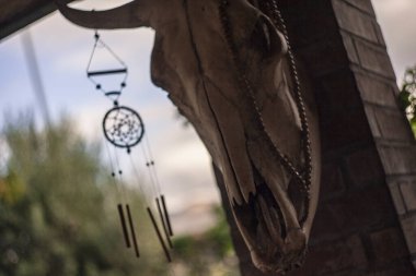 İnek kafatası, ölü bufalo iskeleti 