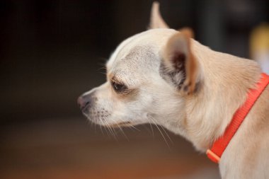 Caddedeki sevimli chihuahua köpeği