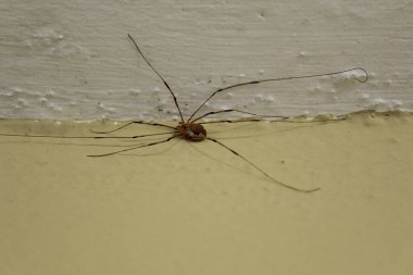 Duvarda büyük bir hasat var.